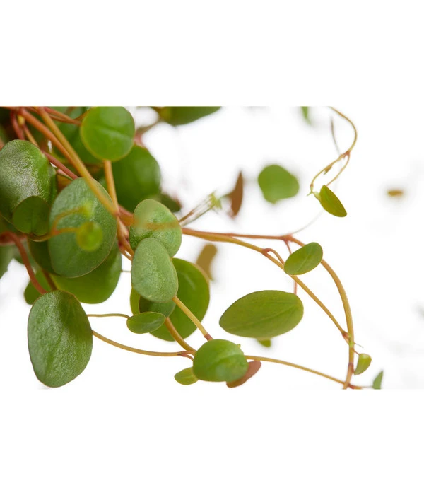 Peperomie - Peperomia Cultivars 'Pepperspot', Ampel 4 Peperomie - Peperomia Cultivars 'Pepperspot', Ampel – Bild 2