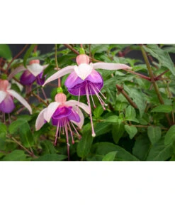 Hängefuchsie, Ampel, Verschiedene Farbkombinationen -Elho Aussenbereich Geschaft 8603805 WE DE 003 FuchsieAmpT25