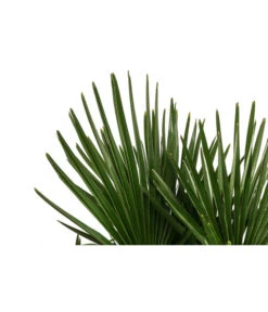 Hanfpalme, Multistamm -Elho Aussenbereich Geschaft 8607855 WE DE 001 HanfpalmeTrachycarpusFortuneiT36