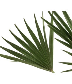 Zwergpalme 'Vulcano' -Elho Aussenbereich Geschaft 8607905 WE DE 002 ChamaeropsVulcanoT18