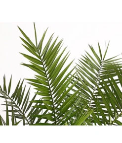 XXL Kanarische Dattelpalme, Ca. 140-160 Cm -Elho Aussenbereich Geschaft 8608721 PR DE 001 PhoenixCanariensisT28DehnerExpressHerzig