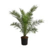XXL Kanarische Dattelpalme, Ca. 140-160 Cm -Elho Aussenbereich Geschaft 8608721 WE FS 002 XXLKanarischeDattelpalmeT28