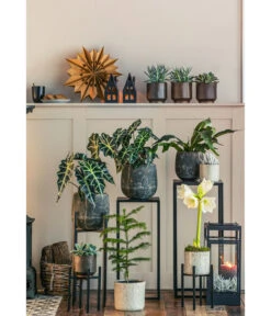 Geweihfarn - Platycerium Bifurcatum 6 Geweihfarn - Platycerium Bifurcatum -Elho Aussenbereich Geschaft 8611253 WE MO 001 ZimmertanneAraucariaAmberSuzeT13