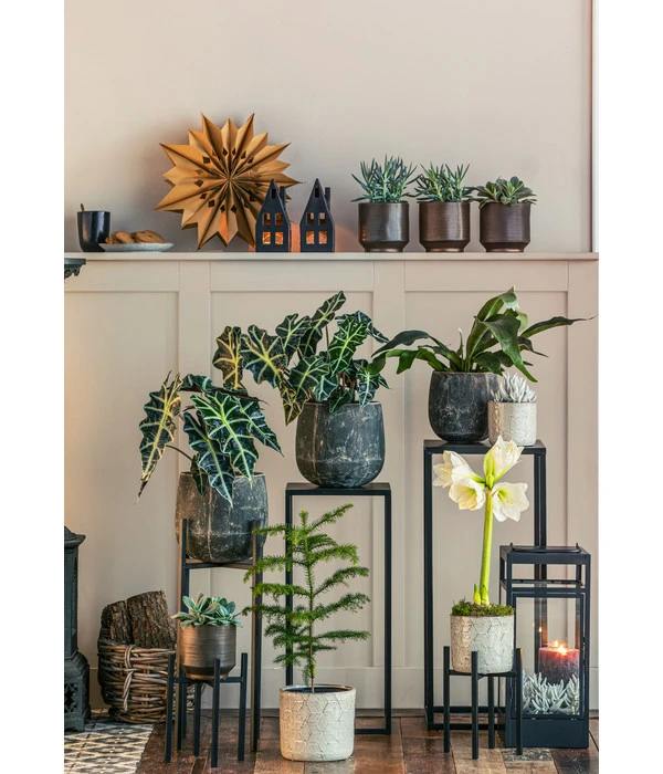 Geweihfarn - Platycerium Bifurcatum 4 Geweihfarn - Platycerium Bifurcatum – Bild 2