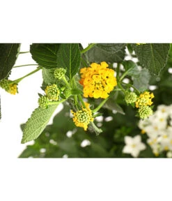 Wandelröschen, Bepflanzt -Elho Aussenbereich Geschaft 8616369 PR DE 001 LantanaBepflanztT27DehnerExpressHerzig