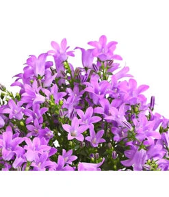 Polster-Glockenblume 'Ocean', 6er Schale -Elho Aussenbereich Geschaft 8618407 WE DE 001 GlockenblumeCampanulaBlau