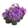 Polster-Glockenblume 'Ocean', 6er Schale -Elho Aussenbereich Geschaft 8618407 WE FS 001 GlockenblumeCampanulaOcean6erPackT9OWDehnerExpressHerzig