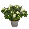 Zimmerazalee - Rhododendron Simsii 'Aiko White' -Elho Aussenbereich Geschaft 8627267 PR FS 001 AzaleeAzaleaAikoWhiteT14DehnerExpressHerzig