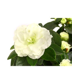 Zimmerazalee - Rhododendron Simsii 'Aiko White' -Elho Aussenbereich Geschaft 8627267 WE DE 001 AzaleeAzaleaAikoWhiteT14