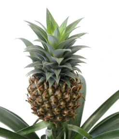 Ananaspflanze - Ananas Comosus, In Keramik -Elho Aussenbereich Geschaft 8627978 WE DE 001 AnanaspflanzeInKeramik