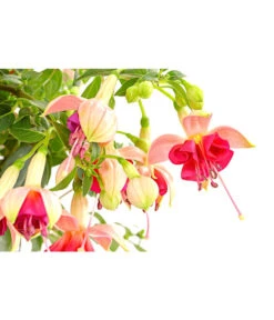 Fuchsie, Verschiedene Sorten 17 Fuchsie, Verschiedene Sorten -Elho Aussenbereich Geschaft 8649733 PR DE 001 FuchsienStammMixT17DehnerExpressHerzig