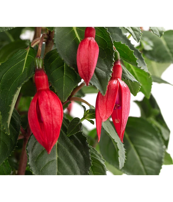Fuchsie, Verschiedene Sorten 10 Fuchsie, Verschiedene Sorten – Bild 8