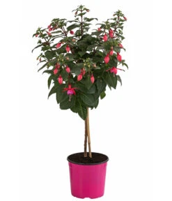 Fuchsie, Verschiedene Sorten 13 Fuchsie, Verschiedene Sorten -Elho Aussenbereich Geschaft 8649733 WE FS 003 FuchsienStammMix17er