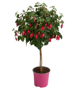 Fuchsie, Verschiedene Sorten 12 Fuchsie, Verschiedene Sorten -Elho Aussenbereich Geschaft 8649733 WE FS 004 FuchsienStammMixT17FuchsiaCultivars
