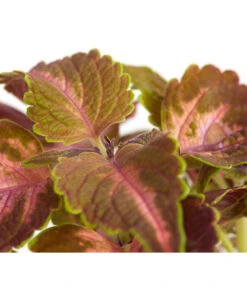 Buntnessel - Solenostemon Scutellarioides, Verschiedene Sorten -Elho Aussenbereich Geschaft 8652299 PR DE 002 Coleus4SortenMixT12DehnerExpressZS
