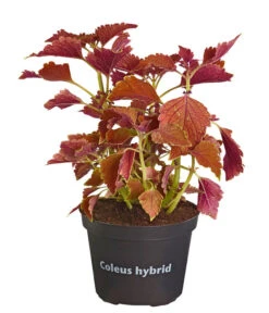 Buntnessel - Solenostemon Scutellarioides, Verschiedene Sorten -Elho Aussenbereich Geschaft 8652299 PR FS 001 Coleus4SortenMixT12DehnerExpressZS