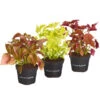 Buntnessel - Solenostemon Scutellarioides, Verschiedene Sorten -Elho Aussenbereich Geschaft 8652299 PR FS Mix Coleus4SortenMixT12DehnerExpressZS