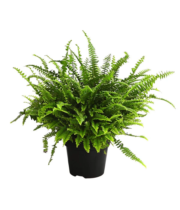 Schwertfarn - Nephrolepis Exaltata 'Green Lady' 3 Schwertfarn - Nephrolepis Exaltata 'Green Lady'