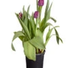 Tulpen 'Purple Flag' 1 Tulpen 'Purple Flag' -Elho Aussenbereich Geschaft 8660102 PR FS 001 TulpenTulpiaNegritaT14DehnerExpressZS