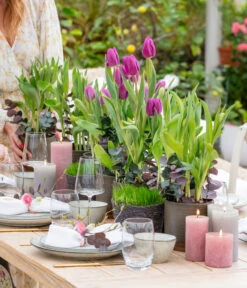 Tulpen 'Purple Flag' 9 Tulpen 'Purple Flag' -Elho Aussenbereich Geschaft 8660102 WE MO 001 TulpenPurpleFlag