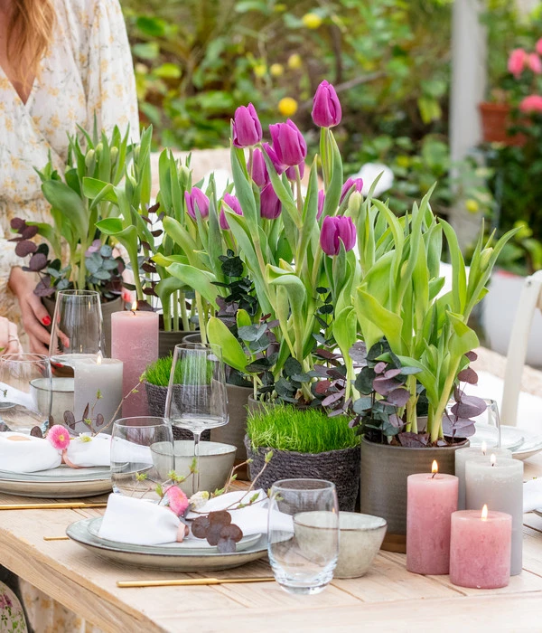 Tulpen 'Purple Flag' 6 Tulpen 'Purple Flag' – Bild 4