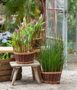 Tulpen 'Purple Flag' 8 Tulpen 'Purple Flag' -Elho Aussenbereich Geschaft 8660102 WE MO 002 TulpenPurpleFlag