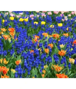 Traubenhyazinthe, Blau -Elho Aussenbereich Geschaft 8662702 8662645 8662710 HyazintheBlauMuscariTraubenhyazinthePixabay