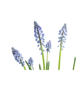 Traubenhyazinthe, Blau -Elho Aussenbereich Geschaft 8662702 WE DE 001 MuscariArmeniacumBlauTraubenhyazintheT9cm
