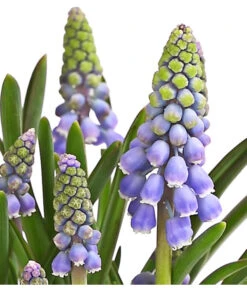 Traubenhyazinthe, Blau -Elho Aussenbereich Geschaft 8662702 WE DE 002 TraubenhyazintheMuscariArmeniacumT9DehnerExpressHerzig
