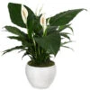 Einblatt - Spathiphyllum Wallisii, In Keramik -Elho Aussenbereich Geschaft 8666182 PR FS 001 SpathiphyllumInKeramikT21