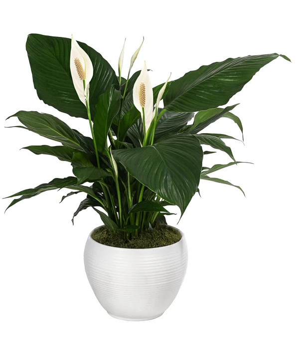 Einblatt - Spathiphyllum Wallisii, In Keramik 3 Einblatt - Spathiphyllum Wallisii, In Keramik