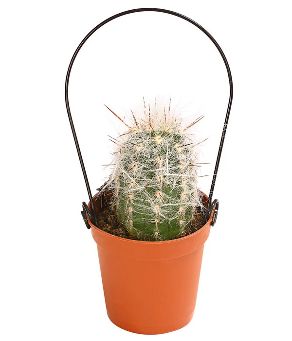 Mini Kakteen Am Bügel, Verschiedene Sorten 7 Mini Kakteen Am Bügel, Verschiedene Sorten – Bild 5