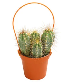 Mini Kakteen Am Bügel, Verschiedene Sorten 9 Mini Kakteen Am Bügel, Verschiedene Sorten -Elho Aussenbereich Geschaft 8670481 PR FS 003 KakteenMiniAmBuegelT5DehnerExpressHerzig