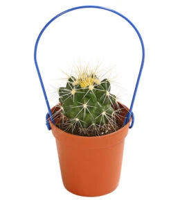 Mini Kakteen Am Bügel, Verschiedene Sorten 10 Mini Kakteen Am Bügel, Verschiedene Sorten -Elho Aussenbereich Geschaft 8670481 PR FS 004 KakteenMiniAmBuegelT5DehnerExpressHerzig