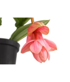 Medinille - Medinilla 'Piccolini' -Elho Aussenbereich Geschaft 8683674 PR DE 001 MedinillaPiccoliniDehnerExpressHerzig