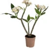 Frangipani - Plumeria Alba -Elho Aussenbereich Geschaft 8691180 WE FS 001 PlumeriaT18MixOstroFrangipani