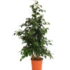 Birkenfeige - Ficus Benjamini 'Danielle' -Elho Aussenbereich Geschaft 8704348 PR FS 001 FicusDanielleReginaT27DehnerExpressHerzig