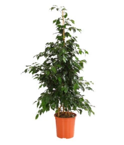 Birkenfeige - Ficus Benjamini 'Danielle'