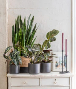 Korbmarante - Calathea Ornata -Elho Aussenbereich Geschaft 8721680 WE MO 001 SansevieriaBlackCoralT17