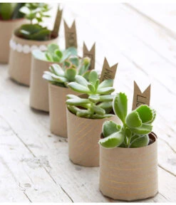 Mini Sukkulenten, Verschiedene Sorten -Elho Aussenbereich Geschaft 8722514 PR MO 006 Sukkulenten