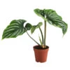 Baumfreund - Philodendron Plowmanii -Elho Aussenbereich Geschaft 8723546 WE FS 001 PhilodendronPlowmaniiT15