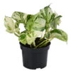 Efeutute - Epipremnum Pinnatum 'Happy Leaf' -Elho Aussenbereich Geschaft 8723579 WE FS 001 EpipremnumPinnatumHappyLeafT12