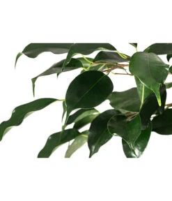 Birkenfeige - Ficus Benjamina 'Danielle' -Elho Aussenbereich Geschaft 8729386 WE DE 001 FicusDanielleDoppelspiraleT26