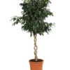 Birkenfeige - Ficus Benjamina 'Danielle' -Elho Aussenbereich Geschaft 8729386 WE FS 001 FicusDanielleDoppelspiraleT26