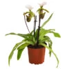 Frauenschuh - Paphiopedilum Spicerianum 2 Frauenschuh - Paphiopedilum Spicerianum -Elho Aussenbereich Geschaft 8730913 WE FS 001 PaphiopedilumSpiceranumT9