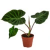 Baumfreund - Philodendron Verrucosum 2 Baumfreund - Philodendron Verrucosum -Elho Aussenbereich Geschaft 8731416 WE FS 001 PhilodendronVerrucosumT12