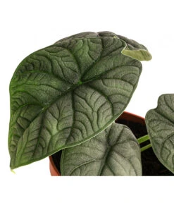 Pfeilblatt - Alocasia 'Melo' 7 Pfeilblatt - Alocasia 'Melo' -Elho Aussenbereich Geschaft 8731564 WE DE 001 Alocasia Melo T14