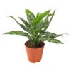 Kolbenfaden - Aglaonema 2 Kolbenfaden - Aglaonema -Elho Aussenbereich Geschaft 8738114 BildFS 001 AglaonemeAglaonemaMix