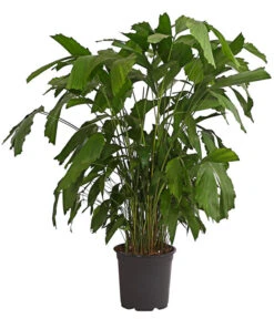 Fischschwanzpalme - Caryota Mitis