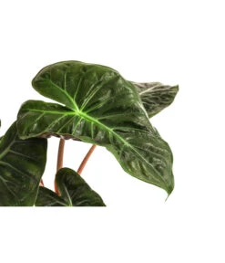 Pfeilblatt - Alocasia Baginda 'Pink Dragon' -Elho Aussenbereich Geschaft 8742082 WE DE 001 AlocasiaPinkDragonT11
